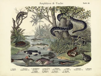 Amphibien und Fische, um 1860